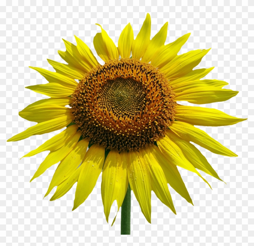 Free Sunflower Flower Png Image Peoplepng Com - Common Sunflower Clipart #400755