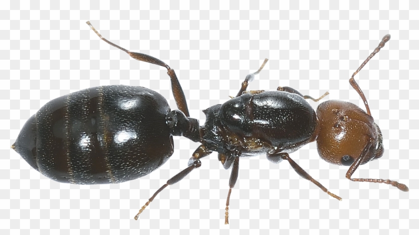 Ant - Ant Images Hd In Png Clipart #400759