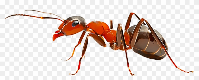 Fire-ant - Fire Ant Clipart #400820