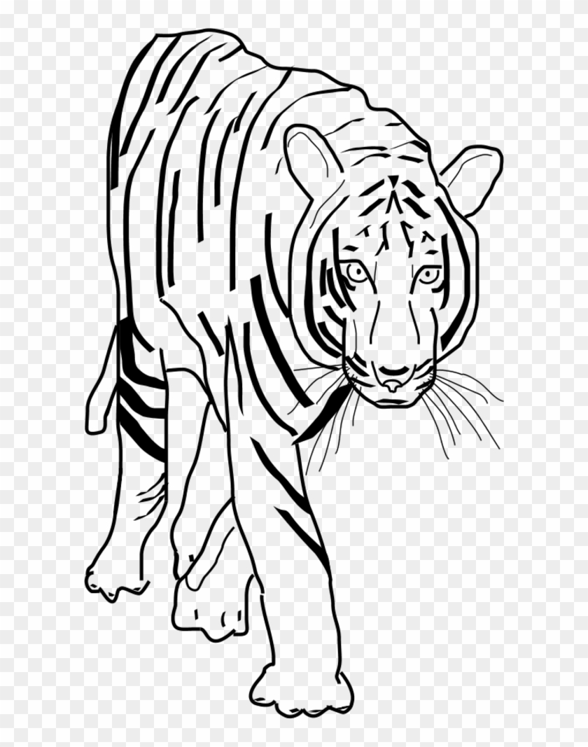 White Tiger Cat Felidae Bengal Tiger Black Tiger - Clip Art Black And White Tiger - Png Download