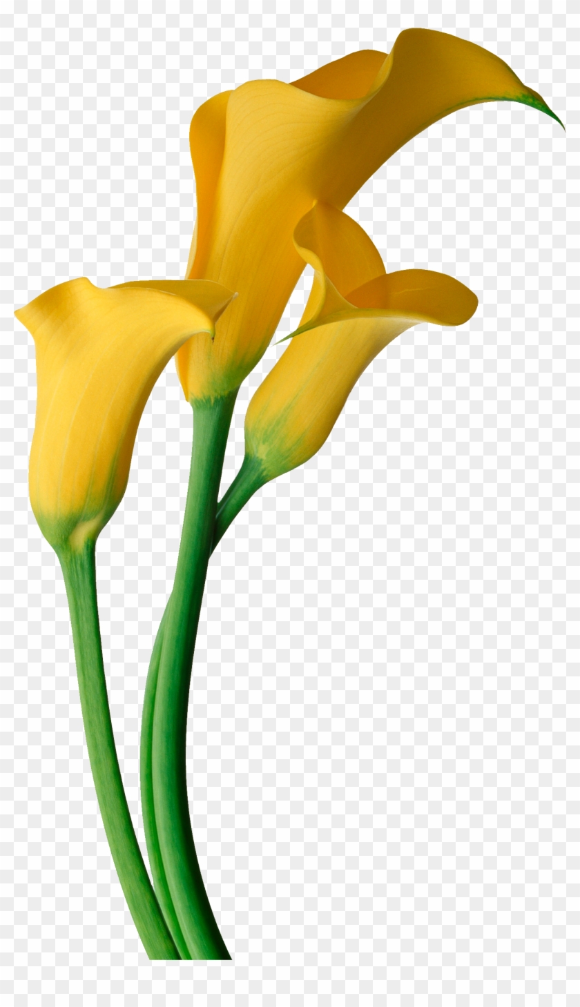 Yellow Calla Lily Flower Png Clipart