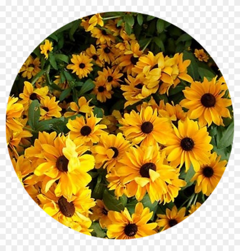Tumblr Sticker - Yellow Flower Aesthetic Clipart