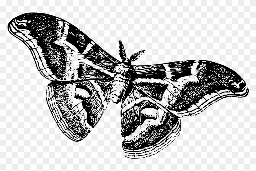 Medium Image - Black And White Moth Drawing Clipart #401615