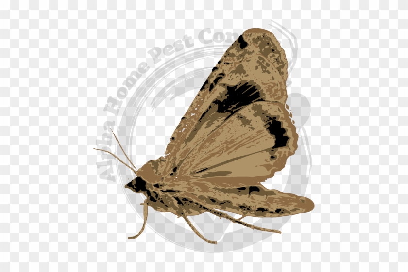 Indian Meal Moth Image Gallery - Riodinidae Clipart