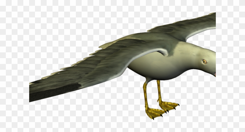 Seagull Clipart Small - Funny Seagull Png Transparent Png #401962