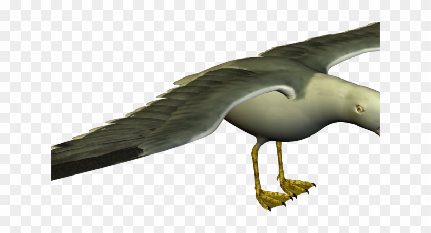 Seagull Clipart Small - Funny Seagull Png Transparent Png