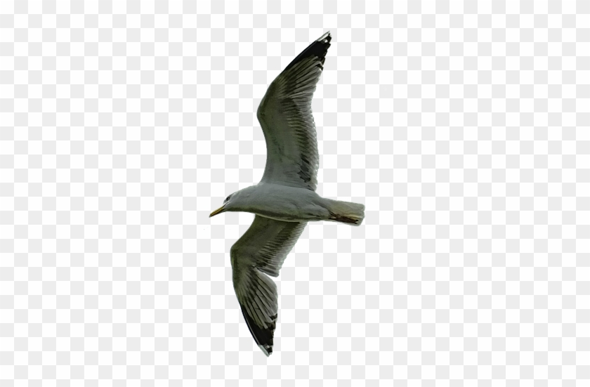 Pictures - Laughing Gull Clipart