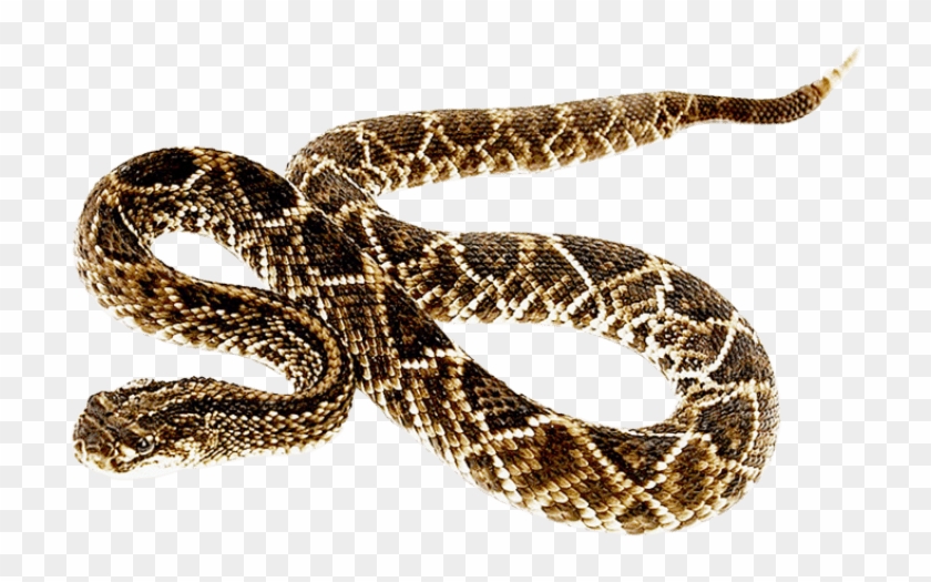 Free Png Snake Png Images Transparent - Eastern Diamondback Rattlesnake Png  Clipart (#403285) - PikPng