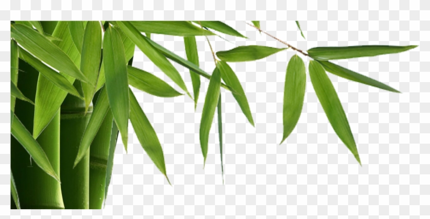 Bamboo Is Elegant, Modern With Many Benefits Inside Clipart #403601
