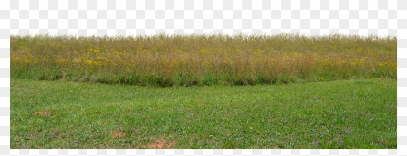 Grass Field Png - Field Of Grass Png Clipart #403602