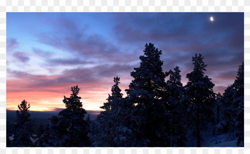 Score 50% - Ночной Лес С Луной Clipart #404846