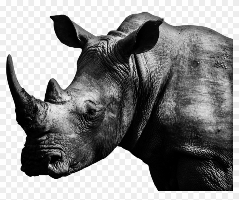 Cocktails - Black Rhinoceros Clipart #405131