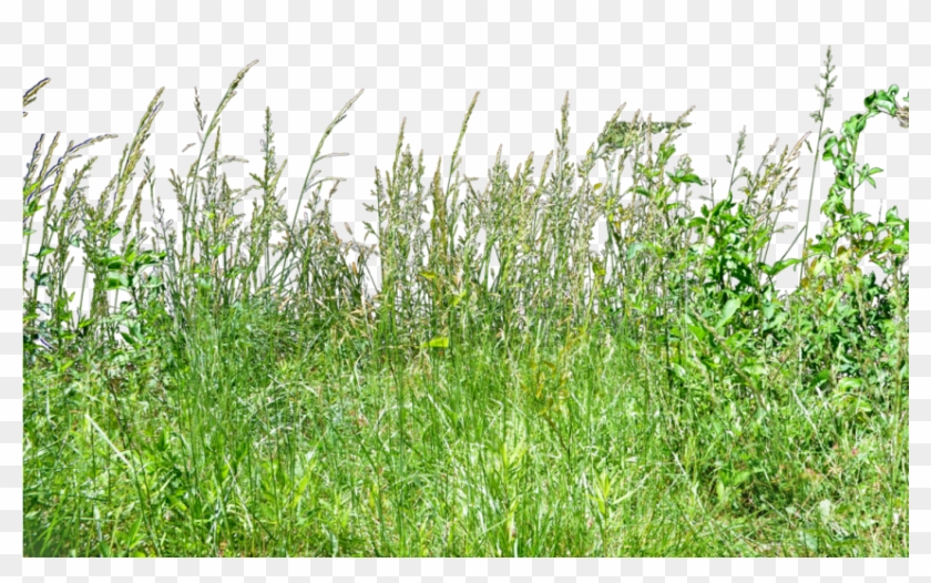 Free Png Download Tall Grass Grass Png Images Background - Tall Green Grass Png Clipart #405566