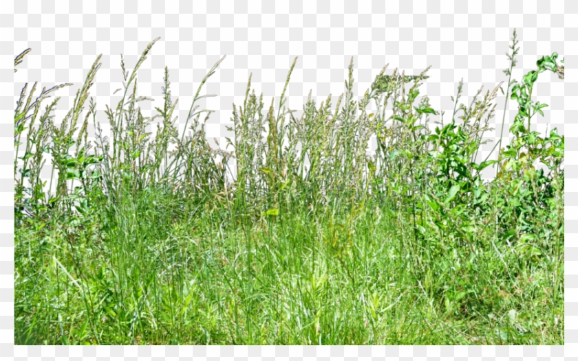 Free Png Download Tall Grass Grass Png Images Background - Tall Green Grass Png Clipart
