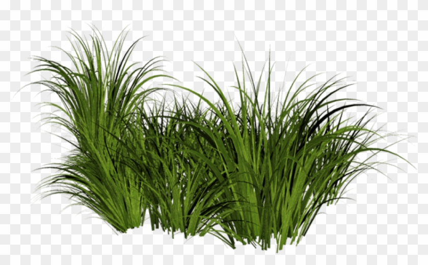 Free Png Download Tall Grass Transparent Background - Transparent Grass Png Clipart #405727