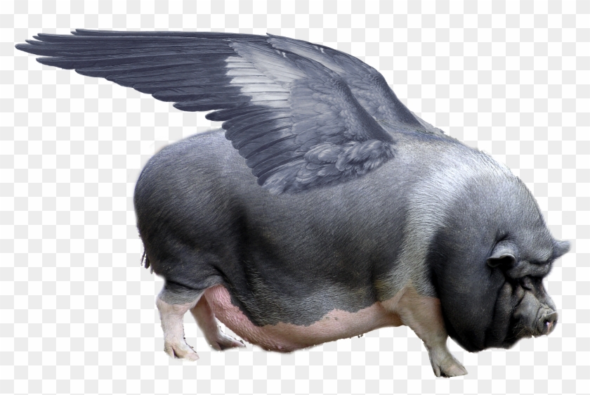 Big Pot Belly Pig Clipart #405792