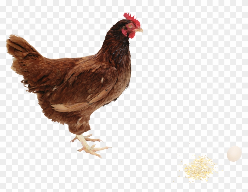 Chicken Png Image - Hen Png Clipart