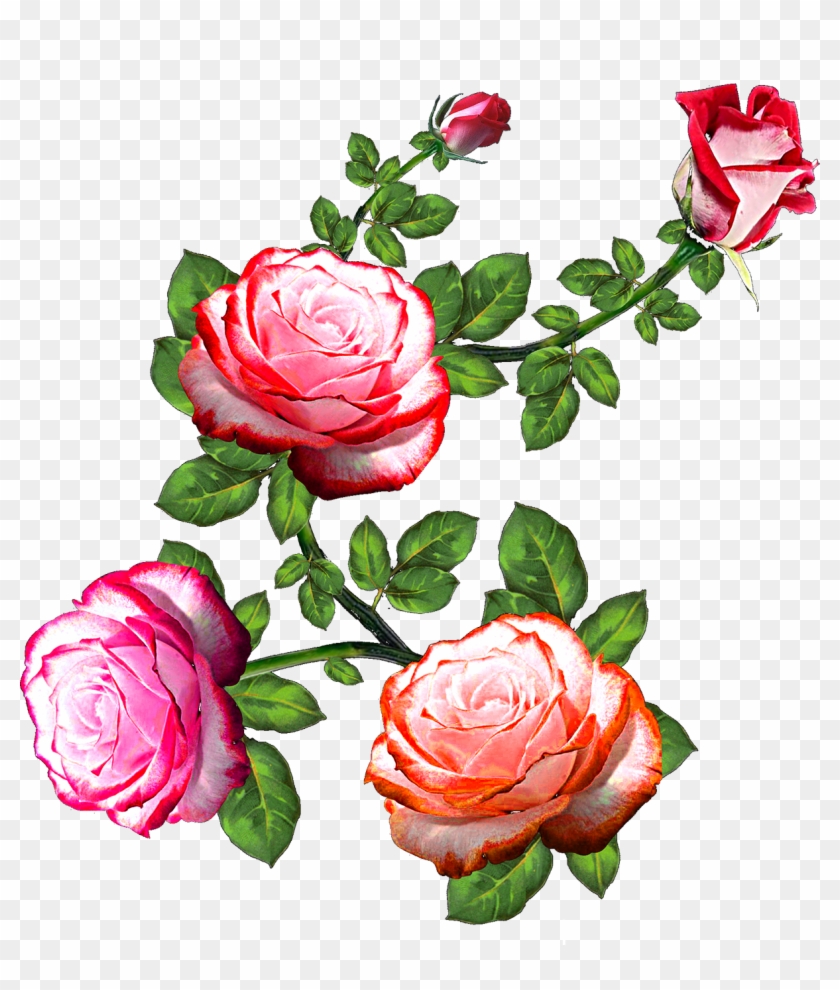 Vector,flower,vector Art,flower Vector,vector Flower - Flower Rose Clipart #407185