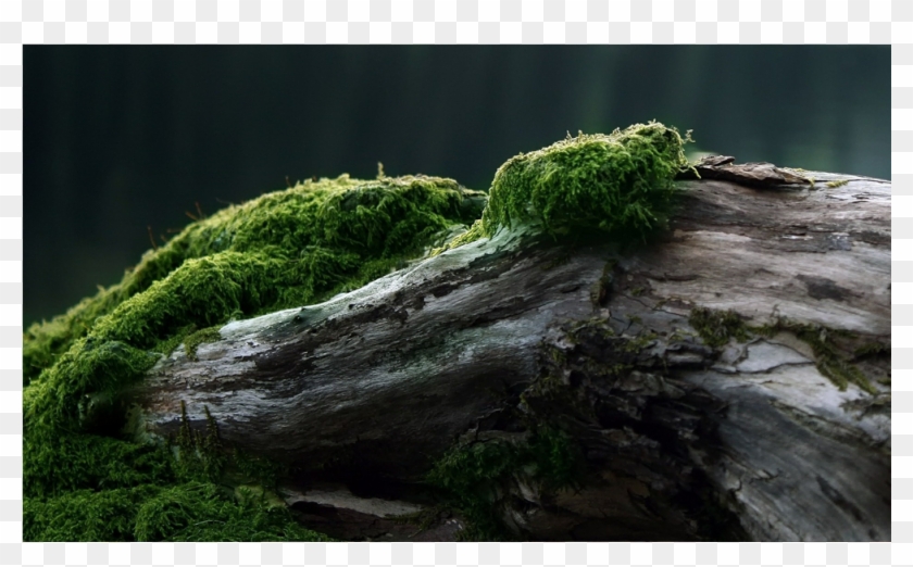 Score 50% - Trunk Dead Clipart #407321