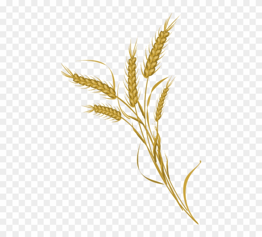 The Freighthouse In Lyndonville, Vermont - Bundled Wheat Transparent Png Clipart #407395