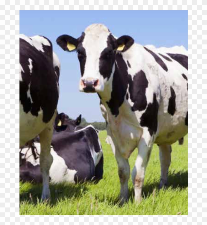 Nutreco Partners To Solve The Global Antibiotic Challenge - Minbal 4 In 1 Clipart #407610