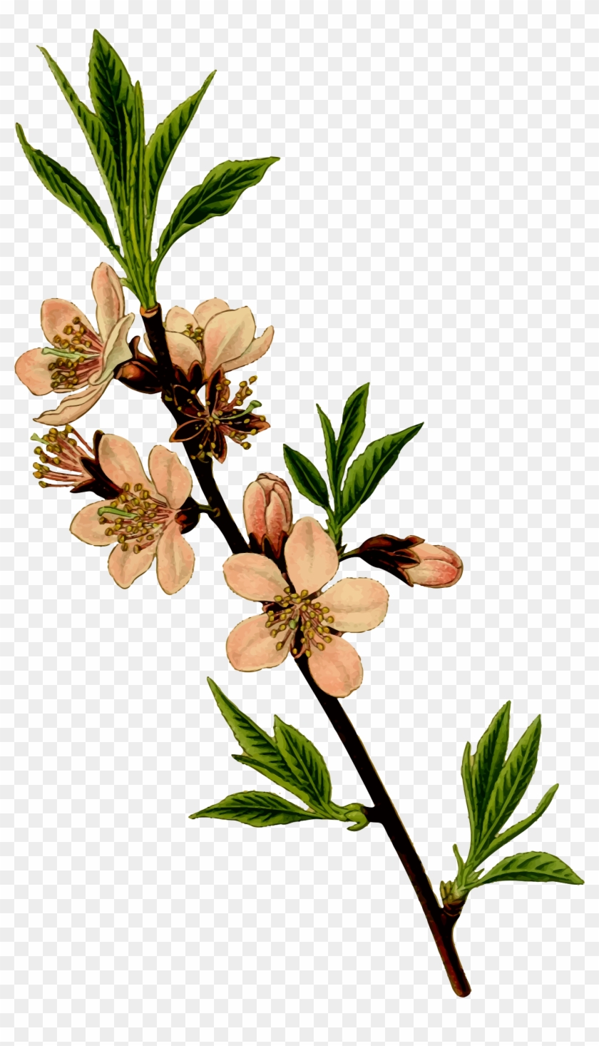 Almond Tree Picture Freeuse Stock - Almond Flower Clip Art - Png Download #407857