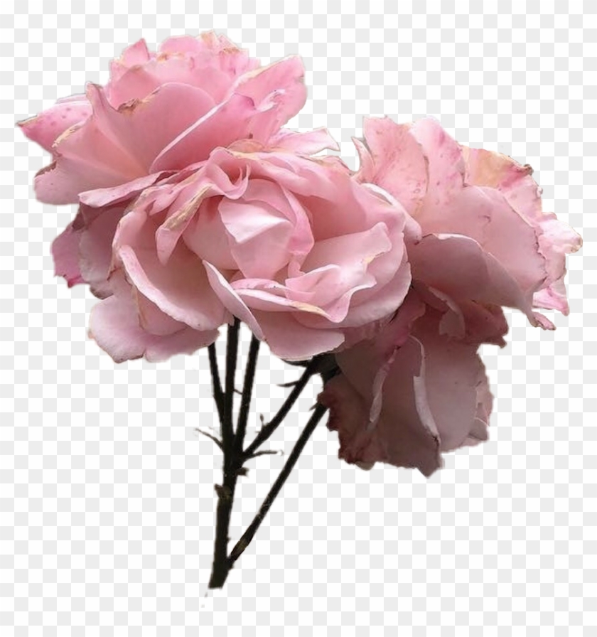 Vintage Pink Rose Flower Tumblr Pinkflower Pinkrose - Vintage Pink Flowers Clipart