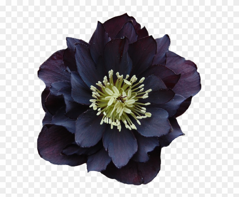 614 X 622 29 - Flores Png Clipart