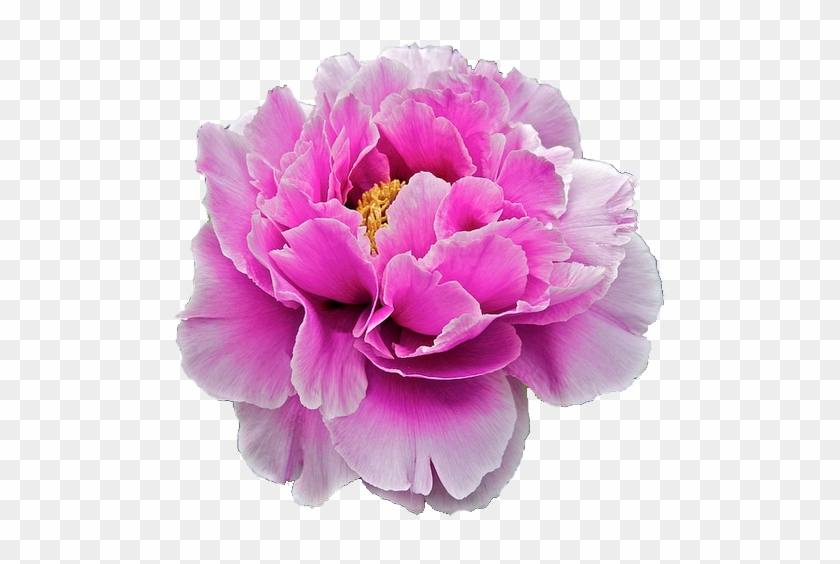 Flower Png Tumblr Flowers Clipart #408892