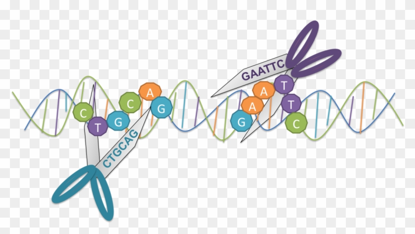 Bacteria Clipart Enzyme - Restriction Enzymes Molecular Scissors - Png Download