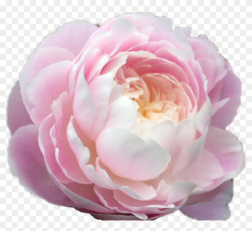 Pastel Flower Tumblr Transparent - Pink Flowers Aesthetic Png Clipart