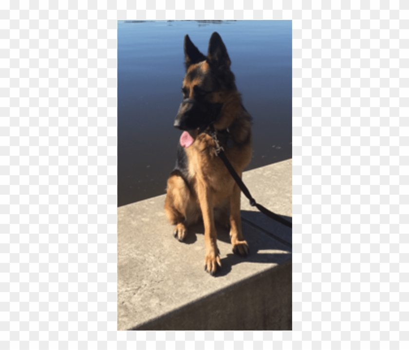 Old German Shepherd Dog Clipart