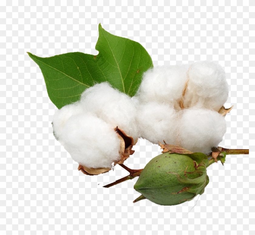 Cotton Png Clipart #409558