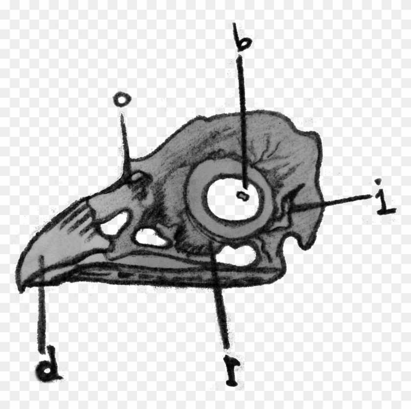 Birdo - Sketch Clipart