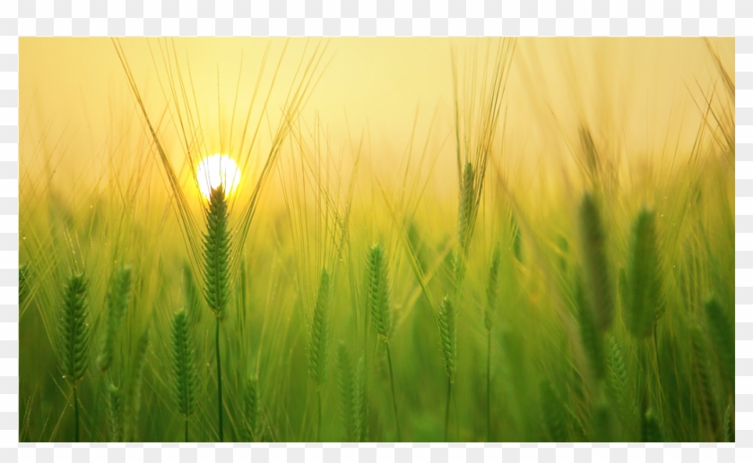 Score 50% - Agribusiness Clipart