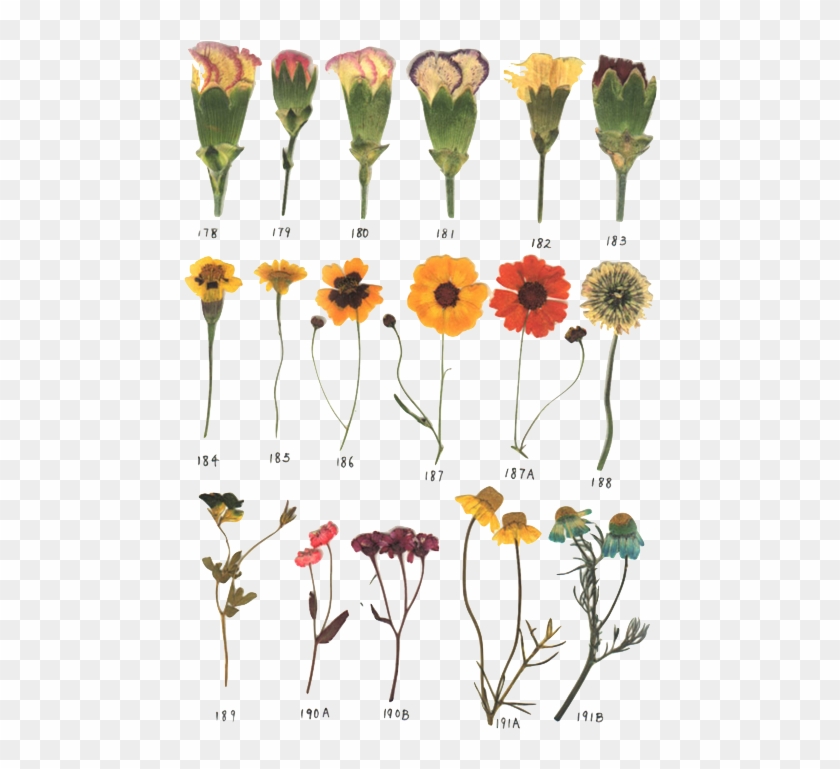 236 Images About Collage Wall On We Heart It - Pressed Flowers Clipart