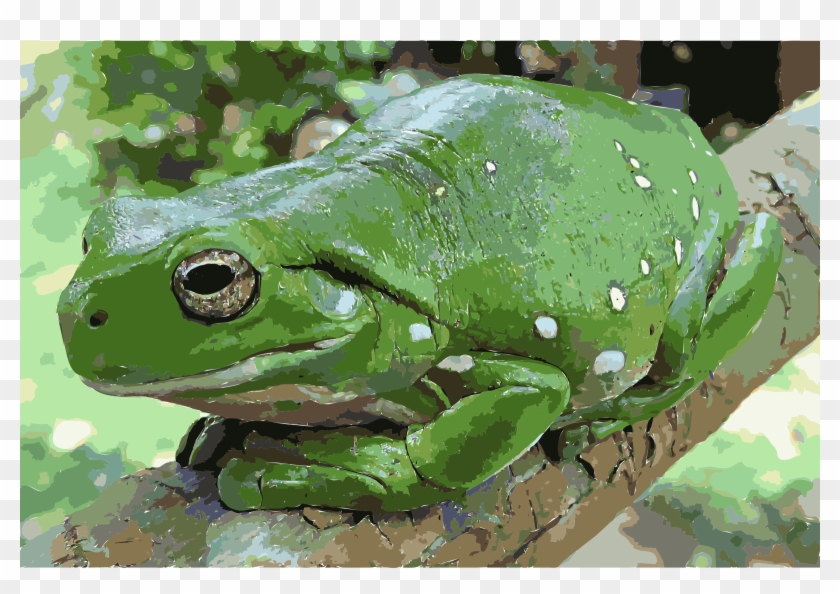This Free Icons Png Design Of Magnificent Tree Frog - Australian Green Tree Frog Clipart
