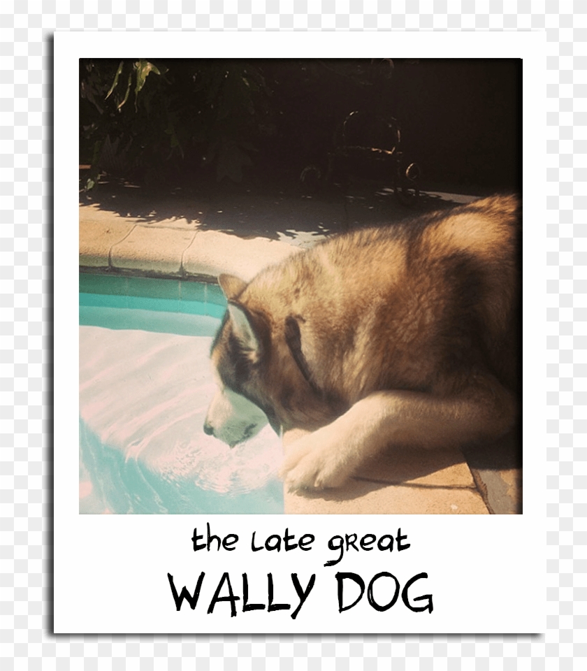 What Do You Mean This Isn't My Water Bowl - Anatolian Shepherd Dog Clipart