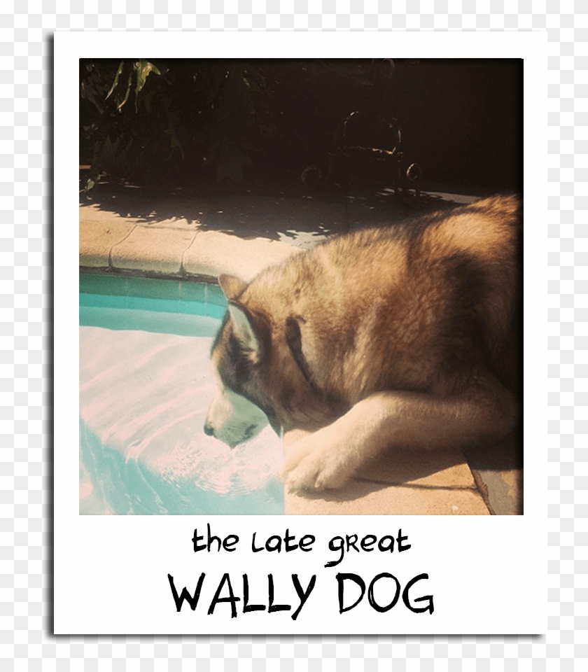 What Do You Mean This Isn't My Water Bowl - Anatolian Shepherd Dog Clipart #4006772