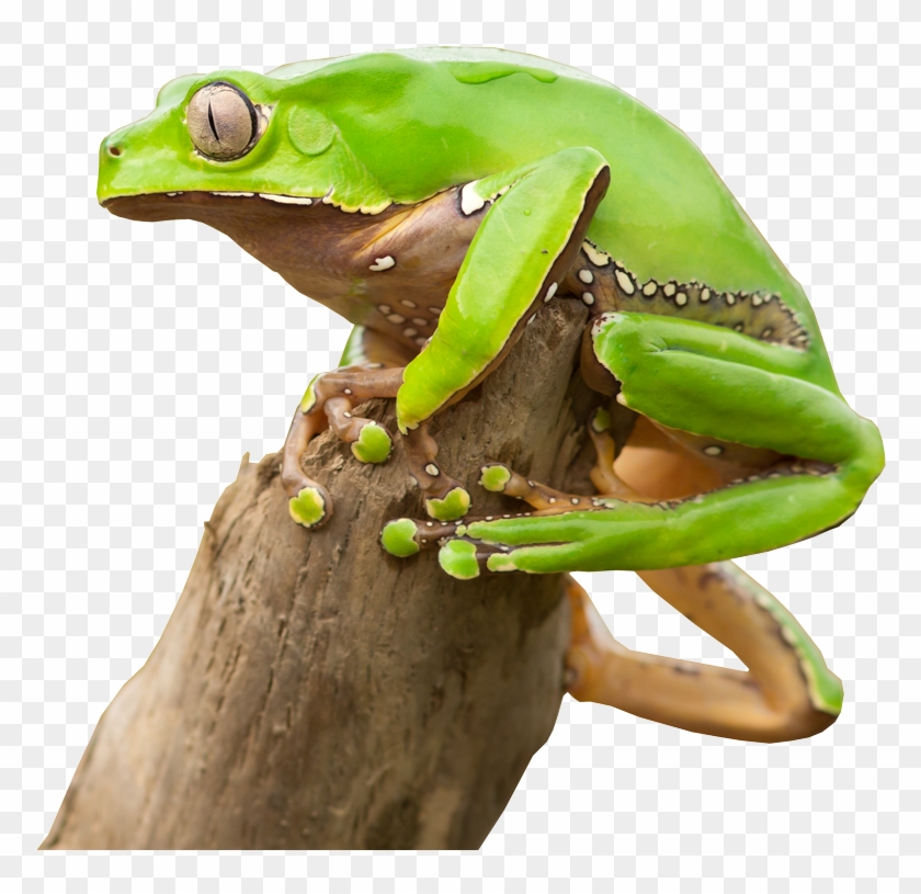 Kambo Is An Amazing Tool, But That Doesn't Mean It's - Barking Tree Frog Clipart