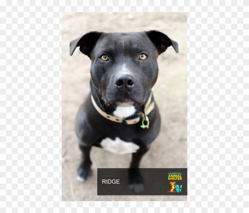 Donate To Petrescue - Dog Catches Something Clipart #4007713