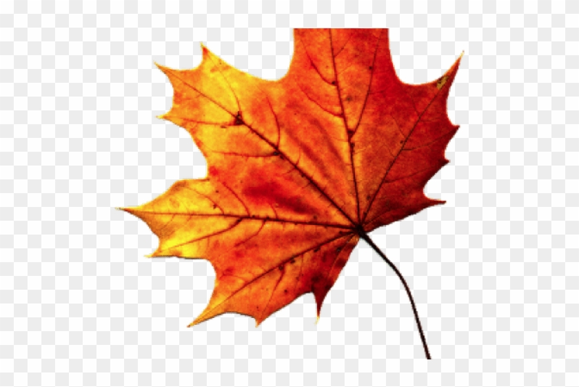 Maple Leaf Transparent Background Clipart #4007975