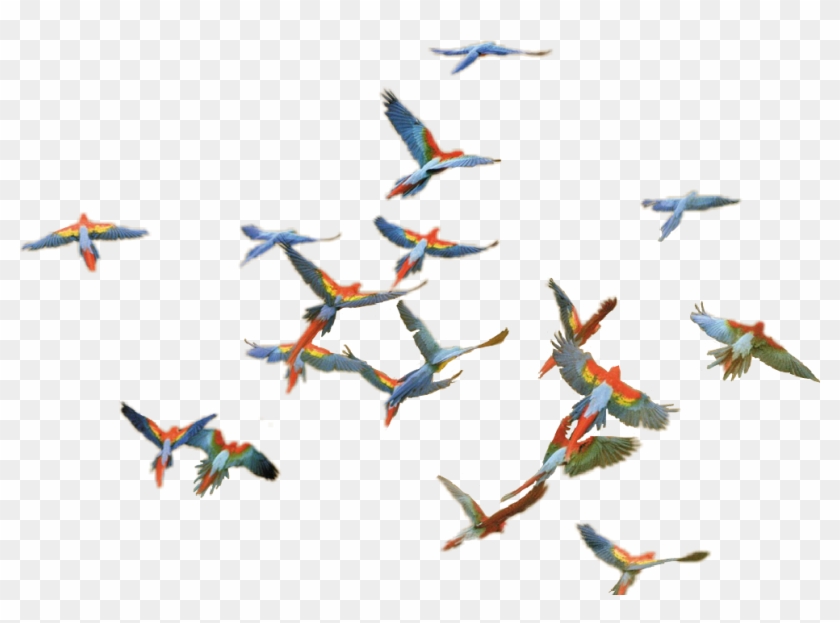 Into Africa Frans Lanting Clipart #4008752