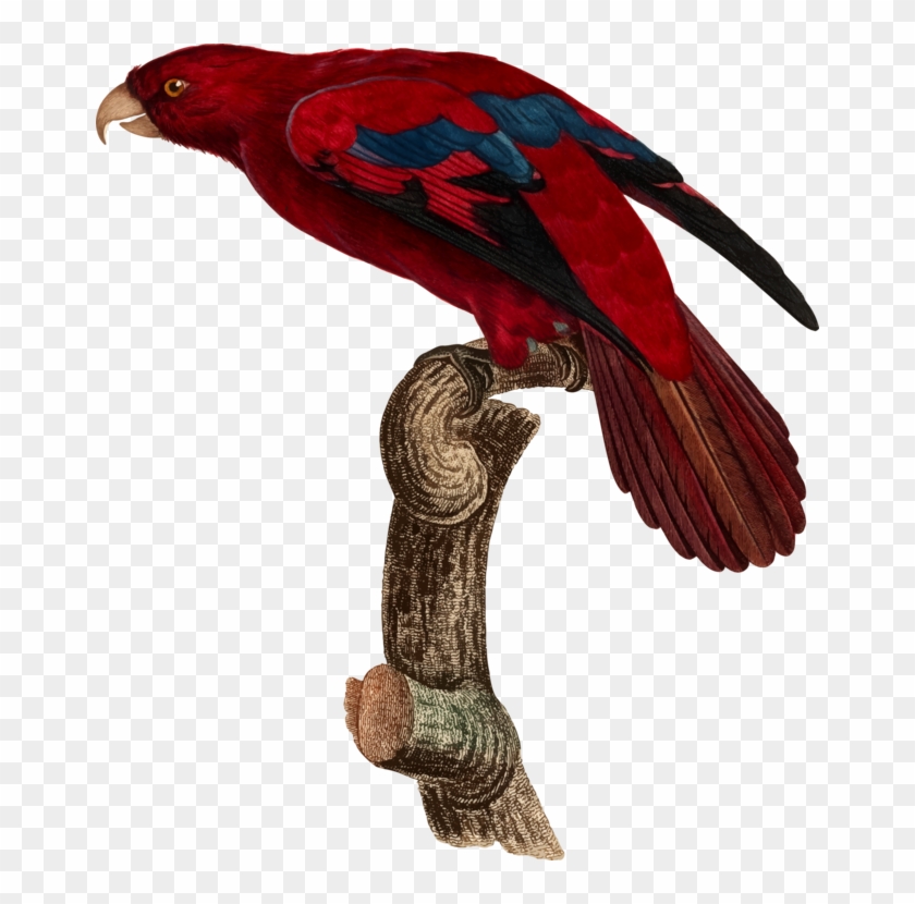 Parrot Beak Macaw Bird Feather - Red Lory Clipart
