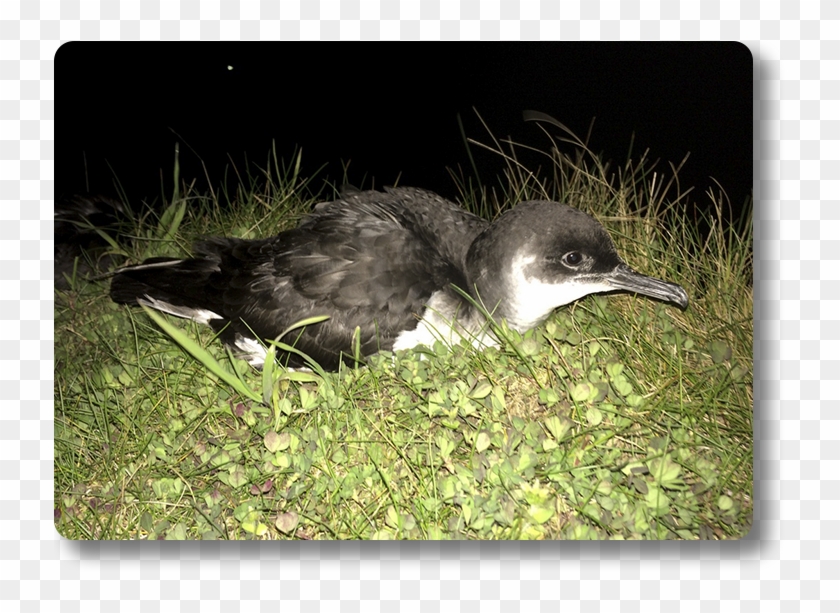 Poster Manx Ss - Eastern Kingbird Clipart #4010871