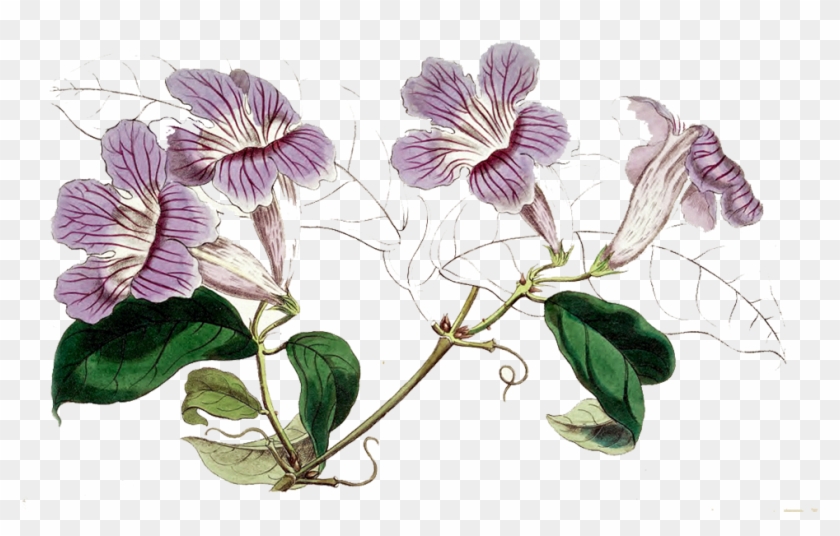 Violet - Cattleya Clipart #4011203