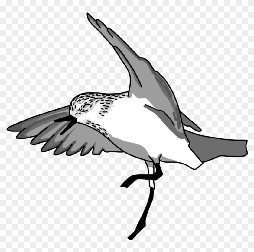Happy Red-necked Stint - Osprey Clipart #4012943