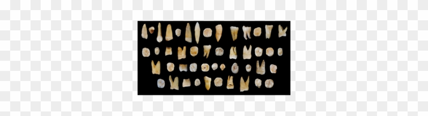 Can 100,000 Year Old Teeth Change Human History - Life Of Earliest People Clipart #4014212