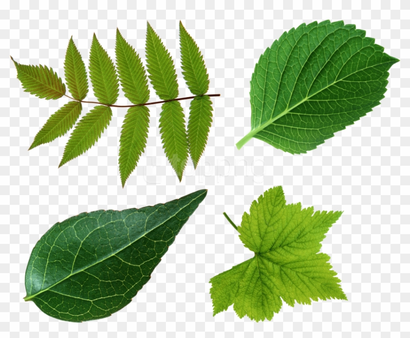 Free Png Download Green Leaves Png Images Background - Leaf Png Clipart