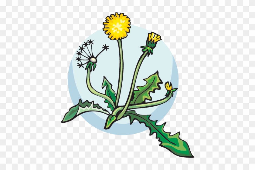 Dandilion - Ecosystem Transparent Clipart